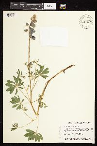 Lupinus perennis image