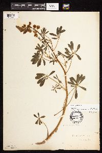Lupinus perennis image