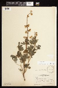 Image of Lupinus perennis