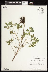 Lupinus perennis image