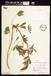 Lupinus perennis image