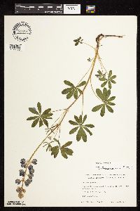 Lupinus perennis image