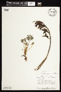 Lupinus perennis image