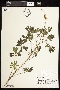 Lupinus perennis image
