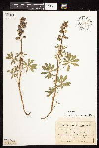 Lupinus perennis image