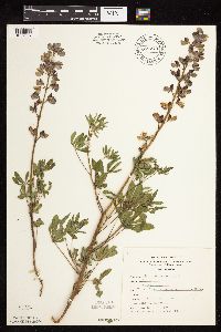 Lupinus perennis image