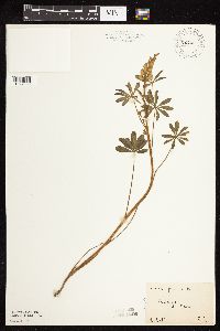 Lupinus perennis image
