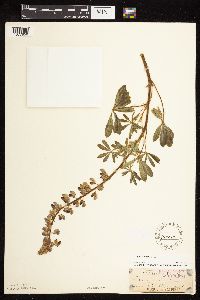 Lupinus perennis image