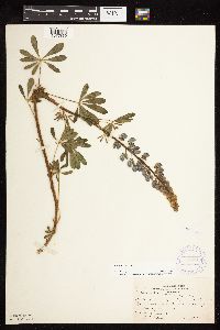 Lupinus perennis image