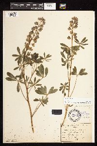 Lupinus perennis image