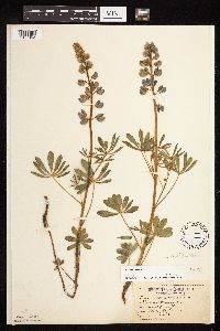 Lupinus perennis image