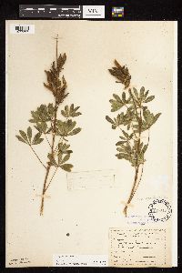 Lupinus perennis image
