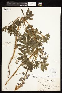 Lupinus perennis image