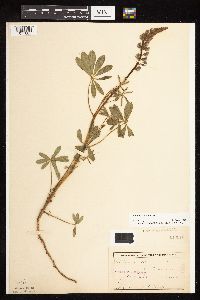 Lupinus perennis image