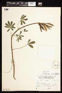 Lupinus perennis image