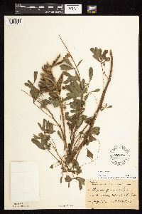 Lupinus perennis image