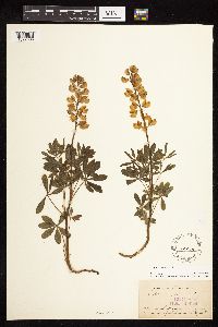 Lupinus perennis image