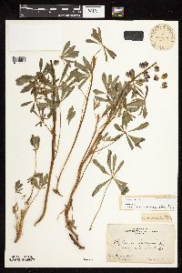 Lupinus perennis image