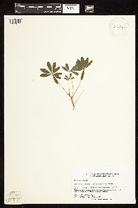 Lupinus perennis image