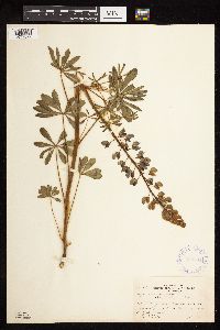 Lupinus perennis image
