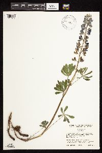 Lupinus perennis image