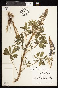 Lupinus perennis image