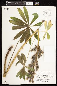 Thumbnail image of current specimen