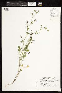 Medicago lupulina image