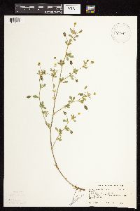 Medicago lupulina image