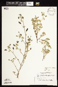 Medicago lupulina image