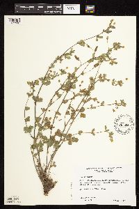 Medicago lupulina image