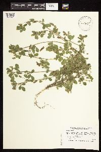 Medicago lupulina image