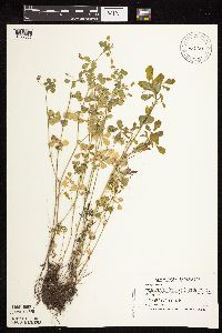 Medicago lupulina image