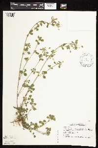 Medicago lupulina image