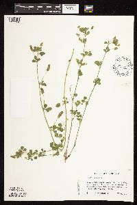 Medicago lupulina image