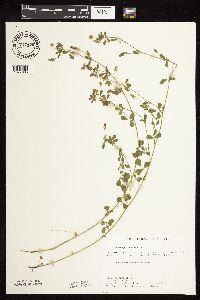 Medicago lupulina image