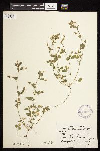 Medicago lupulina image