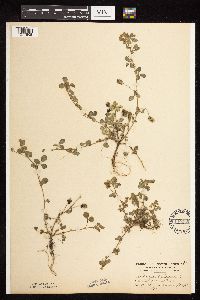 Medicago lupulina image