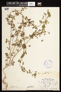 Medicago lupulina image