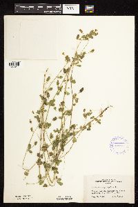 Medicago lupulina image