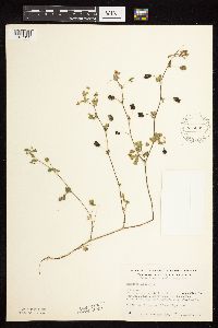 Medicago lupulina image
