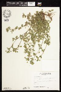 Medicago lupulina image