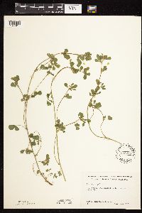 Medicago lupulina image