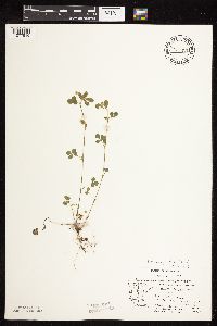 Medicago lupulina image