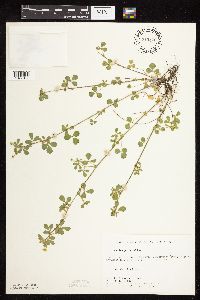 Medicago lupulina image