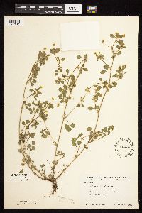 Medicago lupulina image