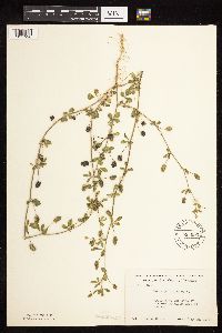 Medicago lupulina image