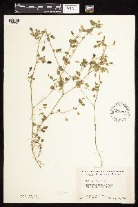 Medicago lupulina image