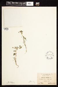 Medicago lupulina image