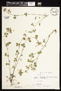 Medicago lupulina image